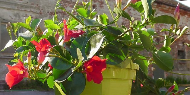 Flowers on the balcony