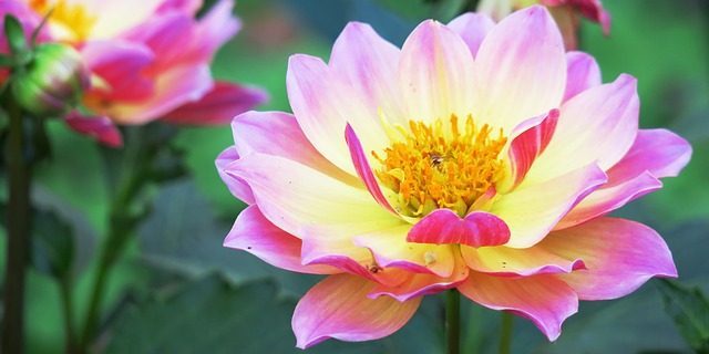 Annuals are flowers that bloom all summer: Dahlia