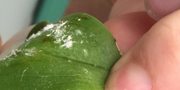 How to get rid of mealybugs