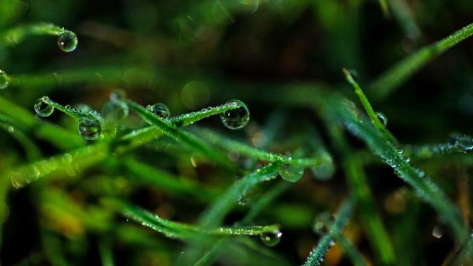 Wallpaper: Dew on the grass