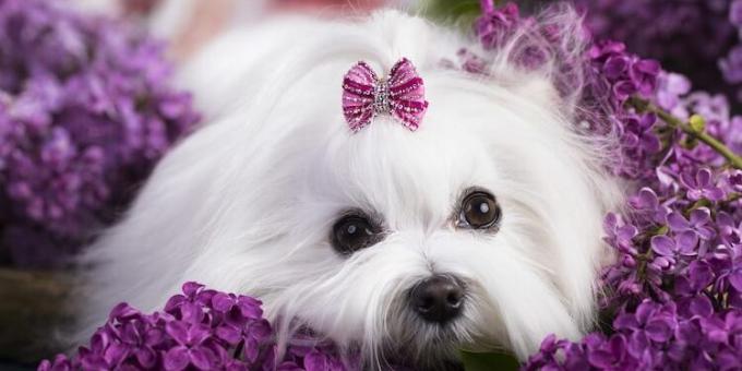 breed dogs for apartment: Maltese