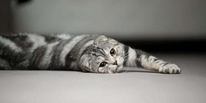 nature of Scottish Fold