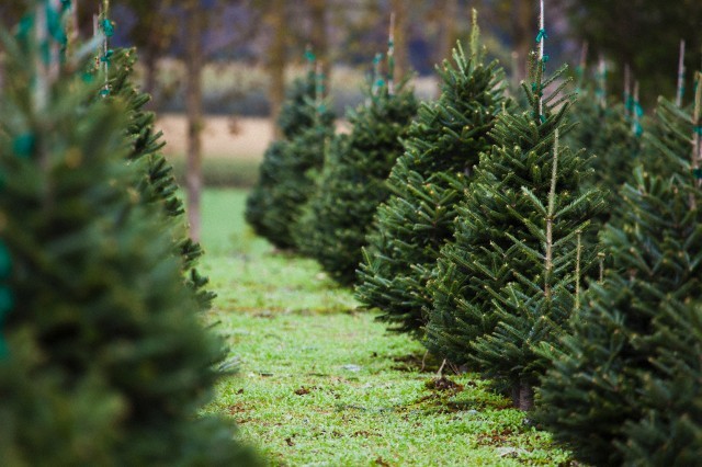 Plantation, where the trees grow - a living Christmas tree