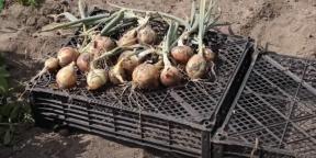 When to remove onions from the garden and how to dig them up