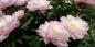 When and how to plant peonies and how to care after