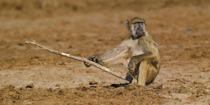 The most ridiculous photos of animals - a monkey with a stick