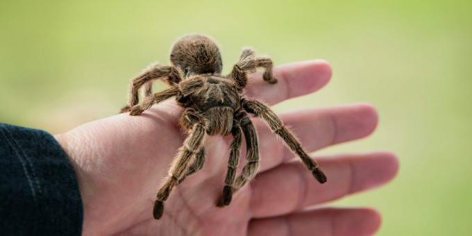 Tarantula