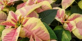 How to choose a poinsettia and care for it so that it stays beautiful for a long time