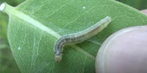 How to get rid of caterpillars on the site