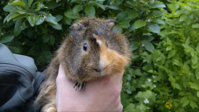 Guinea pig Brough