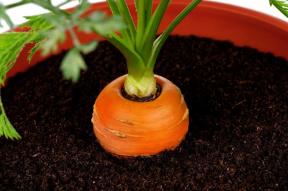 Mini-garden in the apartment: how to grow vegetables, herbs, and even strawberries at home