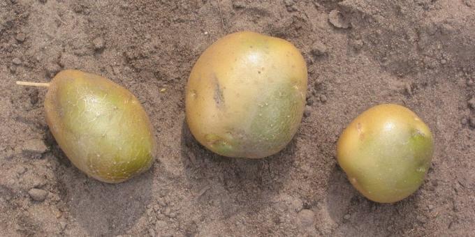 Harmful foods: unripe potatoes