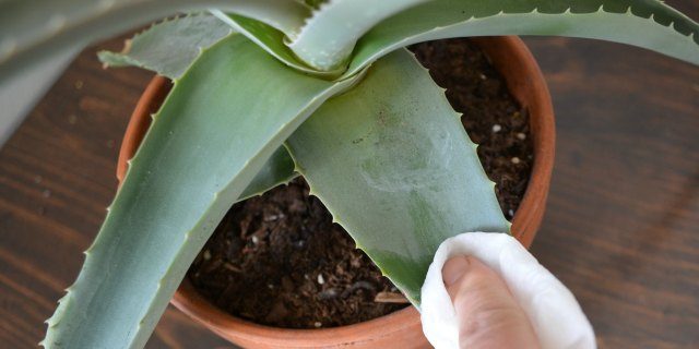 like to remove dust from Aloe