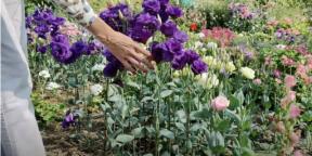 Sowing eustoma for seedlings: when and what to do so that the flowers are already in June