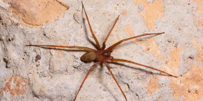 Brown recluse spider