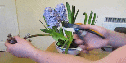 How to care for hyacinth after flowering