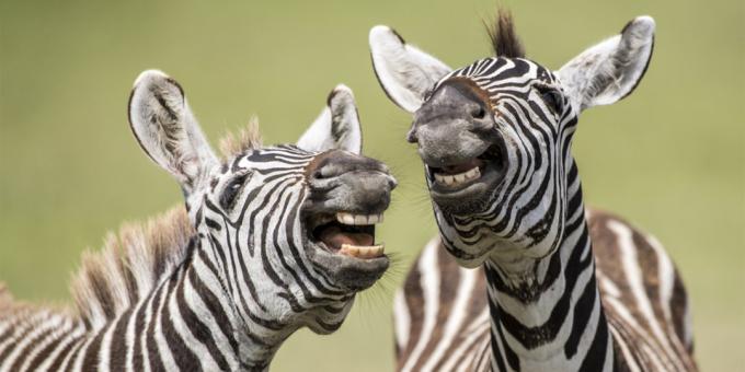 The most ridiculous photos of animals - zebra