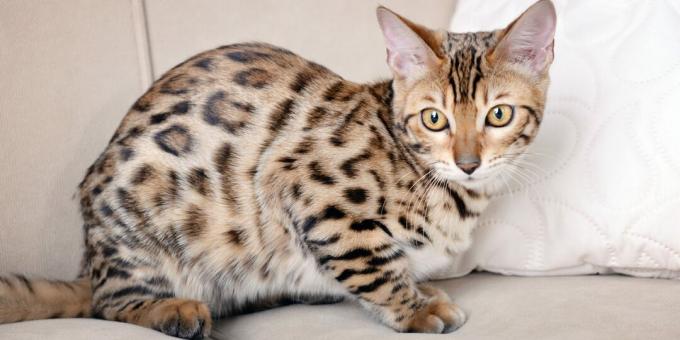 bengal cat breed