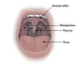 removal of tonsils