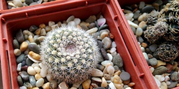 How to care for cacti: Pot for cactus