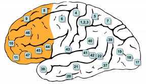 How to enable their productivity to its full capacity: prefrontal Mondays