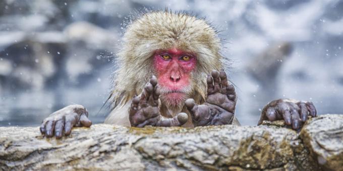 The most ridiculous photos of animals - monkey