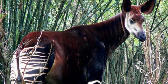 Okapi at Disney's Animal Kingdom