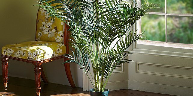 Indoor palm areca