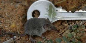 How to get rid of shrews in the garden and garden
