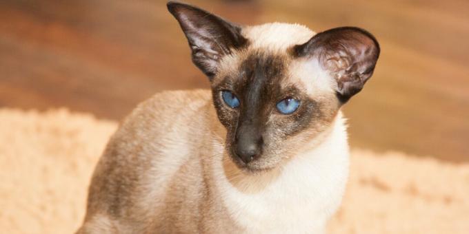 Siamese cats are curious and watch with interest everything that happens around