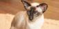 Siamese cat: breed description, character and care