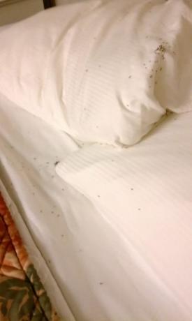 insects in hotel room