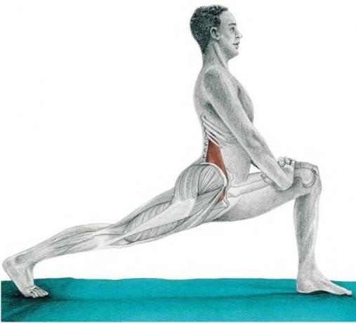 anatomy of stretching