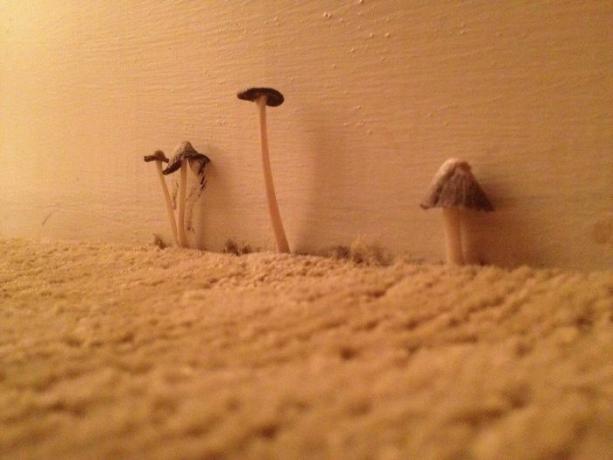 mushrooms in the hotel room