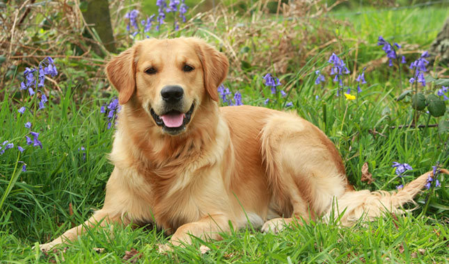 Top 10 most intelligent dog breeds: Golden Retriever