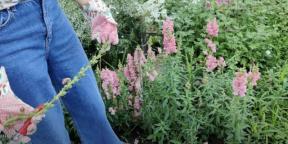 When to plant snapdragon for seedlings and how to do it right