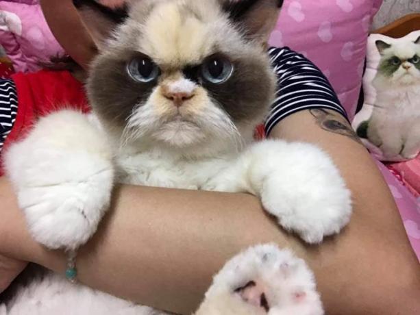 new angry cat