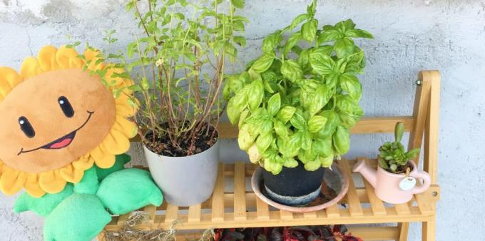How to store herbs: it can be grown at home