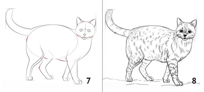 How to draw a cat