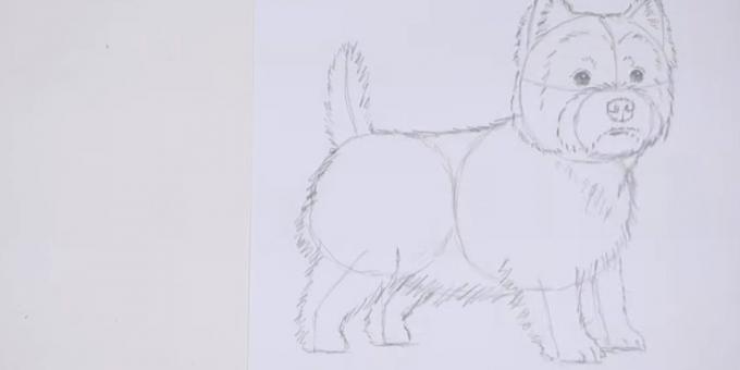 Draw the body and tail of the dog