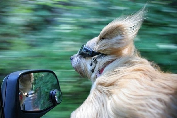 Dog behind the wheel