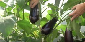 When to plant eggplant seedlings and how to do it right