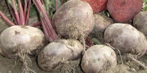 How to plant and care for beets to get a good harvest