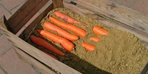 How to store carrots in the boxes: Alternate layers until the end of the carrot