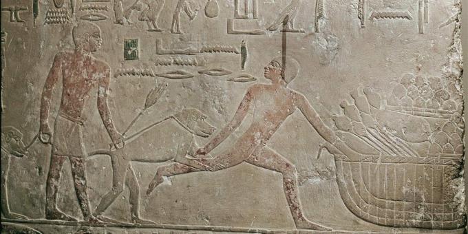 Ancient Egypt facts: Egyptians used baboons instead of dogs