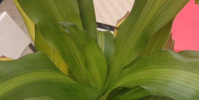 How to care for dratsenu if pale variegated leaves