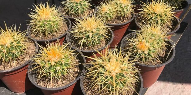 Succulents: Echinocactus