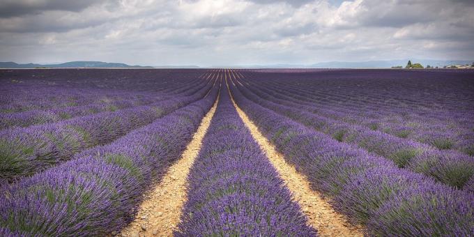 Where to go in Europe: Lavender field, Provence, France