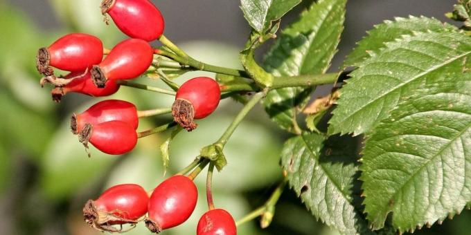 Rosehip berries