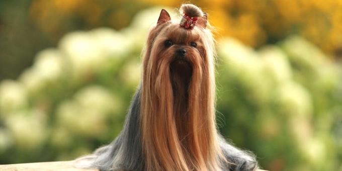 Yorkshire terrier: Care